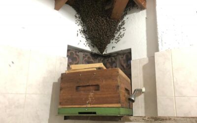Rescate de abejas africanizadas en Sopetrán