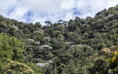 Cañasgordas conmemora a los bosques