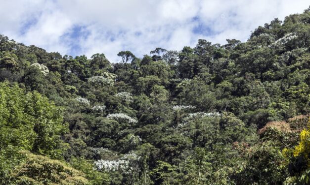 Cañasgordas conmemora a los bosques