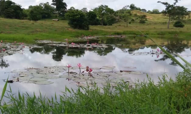 “El calor de hogar” en San Pedro de Urabá