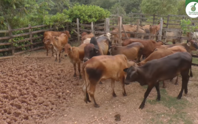 Yondó trabaja para fortalecer el sector agrícola