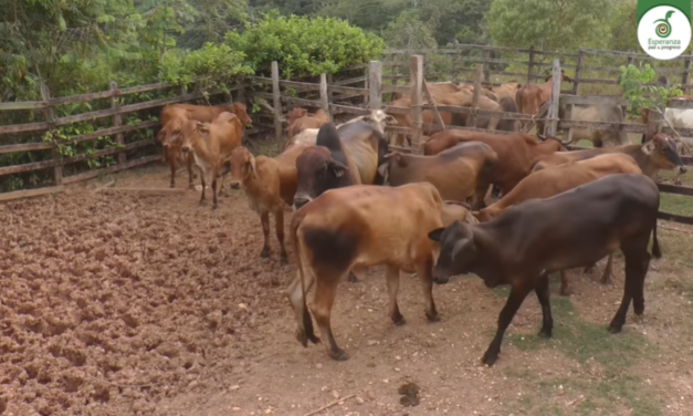Yondó trabaja para fortalecer el sector agrícola