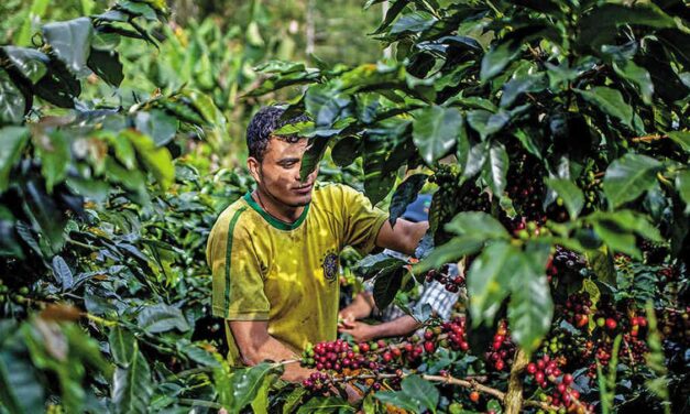 Capacitaciones para caficultores en Caicedo