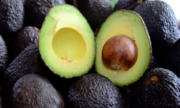 Comercialización internacional de aguacate Hass en Antioquia