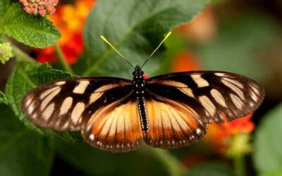 Campamento con el medio ambiente