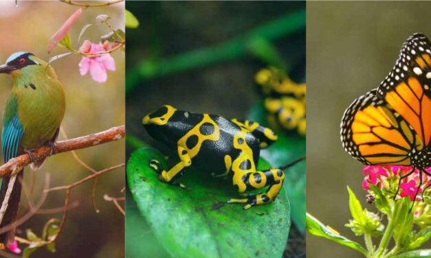 Proteger la biodiversidad de Antioquia durante Semana Santa