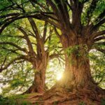 Más de 28 mil nuevos árboles en Sopetrán