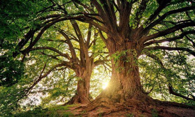 Más de 28 mil nuevos árboles en Sopetrán