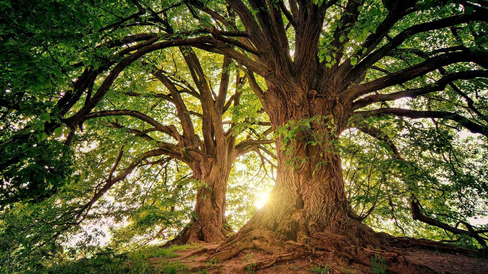 naturaleza_y_planeta_tierra_498211444_153847433_1706x960