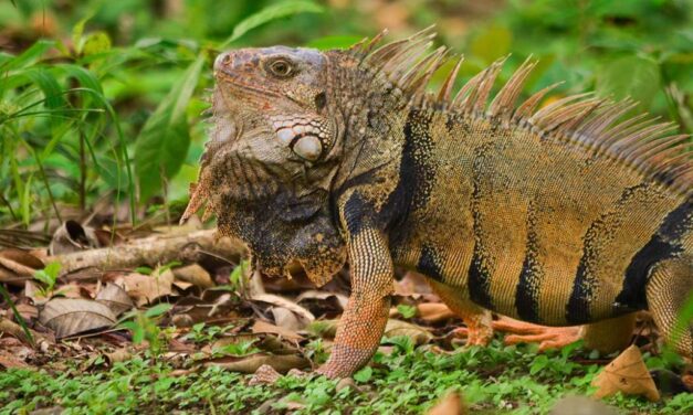 Durante la Semana Santa se protegerá la biodiversidad en Antioquia