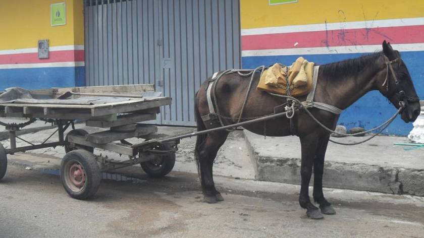 traccion-animal