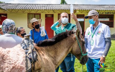 Amalfi está creando una nueva estrategia para los productores