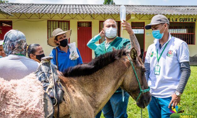 Amalfi está creando una nueva estrategia para los productores