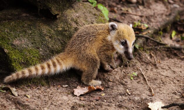 23 animales liberados son monitoreados en el Suroeste
