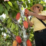 7.673 millones recibirá Antioquia para sustituir cultivos ilícitos por cacao