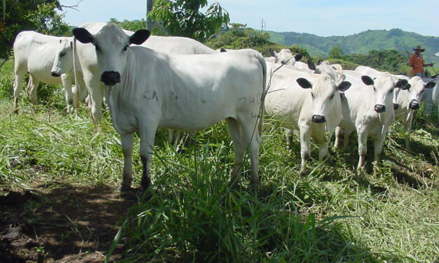 En Antioquia se está promoviendo el liderazgo del sector cárnico