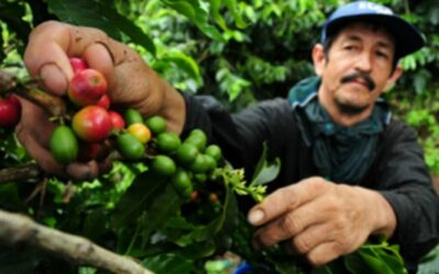 Productores cafeteros reciben kits de fertilizantes y cal agrícola en Vegachí