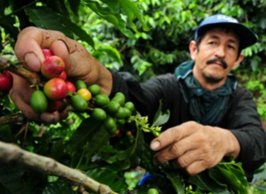 Productores cafeteros reciben kits de fertilizantes y cal agrícola en Vegachí