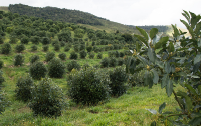 Urrao adquiere 200 mil millones de pesos por venta de café al año