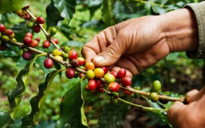 El Retiro tiene como propósito sembrar 65 mil árboles de café