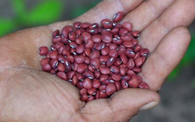 Liborina potencia el cultivo de fríjol