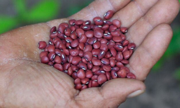 Liborina potencia el cultivo de fríjol