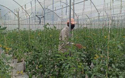 Más de $14.000 millones se han ejecutado durante la pandemia en la recuperación de la economía agropecuaria en dos subregiones del departamento entre ellas el Oriente