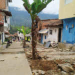 Habitantes de Cocorná sembraron plátano en una vía del municipio