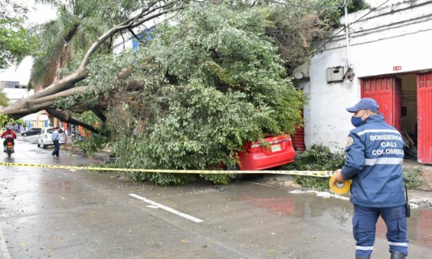 Dagrd y Bomberos Medellín han atendido 394 desplomes de árboles