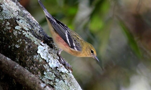 Parque Metropolitano de las Aguas, un hogar para las aves migratorias
