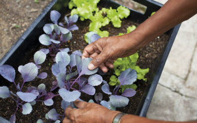 Huertas Caseras para el auto-cultivo en San Jerónimo