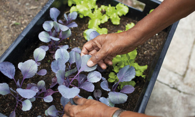 Huertas Caseras para el auto-cultivo en San Jerónimo