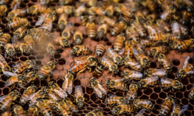 En el Valle de Aburrá hay identificadas 466 especies de abejas