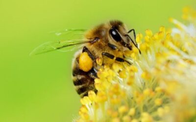 En San Rafael familias campesinas trabajan para la protección de abejas