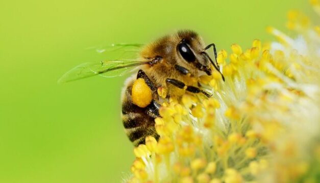 En San Rafael familias campesinas trabajan para la protección de abejas
