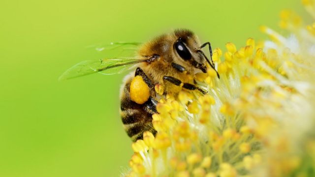 En San Rafael familias campesinas trabajan para la protección de abejas