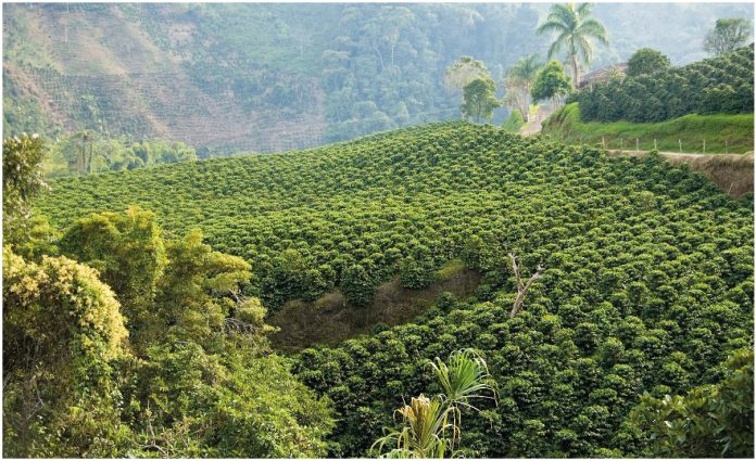 En Abejorral se sembrará 520 mil árboles En Abejorral se sembrará 520 mil árboles