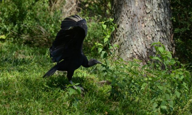 183 animales silvestres volvieron a la libertad en Antioquia