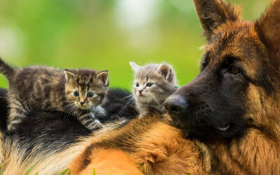 El bienestar animal es protagonista en Liborina