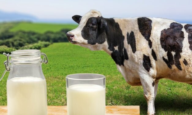 En el departamento se está buscando estrategias para evitar pérdidas de más de 2 millones de litros de leche