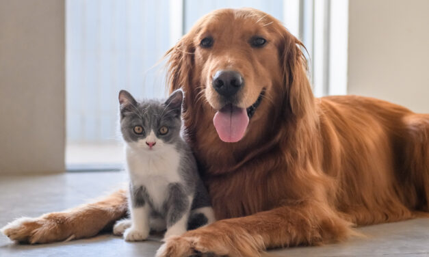 La vida digna de las mascotas es prioridad en Abriaquí