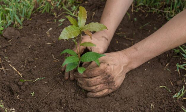 Itagüí sembró 300 árboles en memoria de las víctimas de covid-19