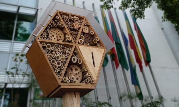 Sede del Área Metropolitana será refugio para abejas solitarias