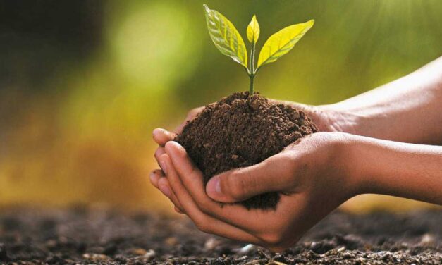 En el departamento se llevó a cabo una alianza para sembrar 3 millones de árboles