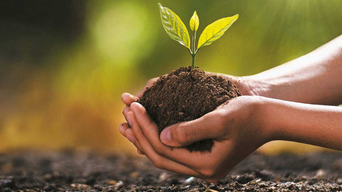 En el departamento se llevó a cabo una alianza para sembrar 3 millones de árboles