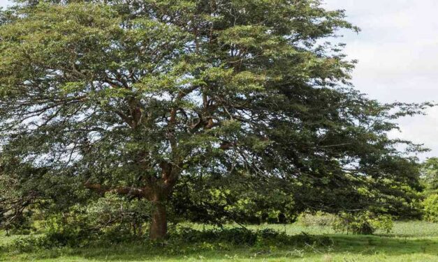 Área Metropolitana destaca gestión sobre el arbolado urbano
