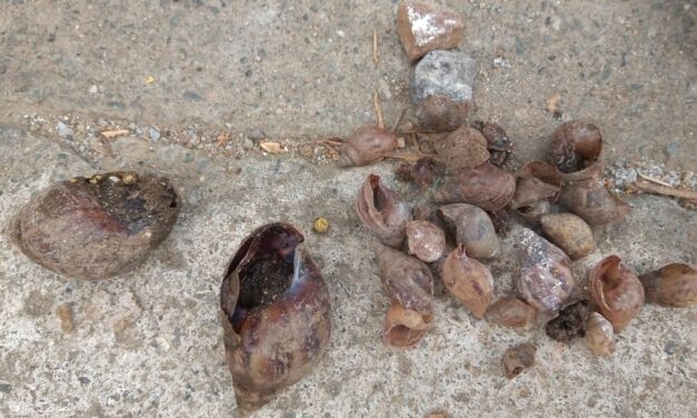 Controlan presencia del Caracol Africano en Copacabana