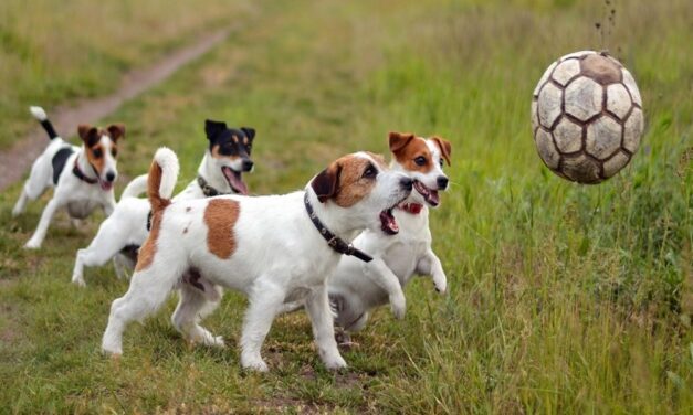 Tenencia responsable de mascotas en Sabanalarga