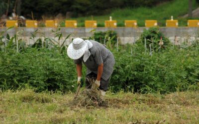 Programa de fortalecimiento productivo rural en Caicedo
