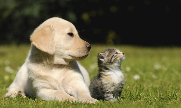 Mañana inicia la vacunación contra la rabia para perros y gatos en Antioquia